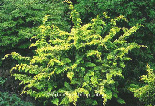 Chamaecyparis obtusa 'Fernspray Gold'