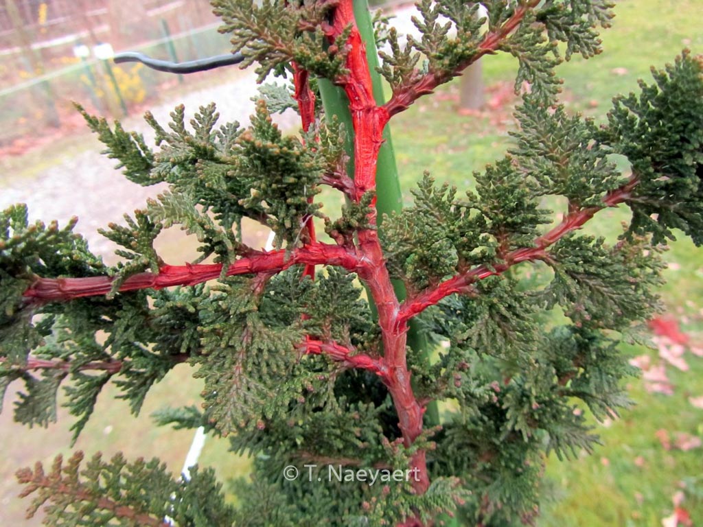 Chamaecyparis pisifera 'Teddy Bear'