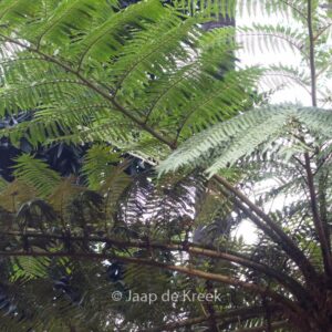 Cyathea cooperi