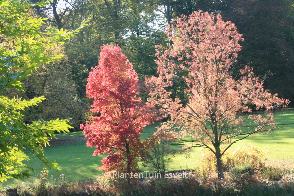 Fraxinus angustifolia 'Raywood'