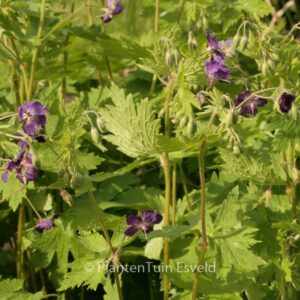 Geranium phaeum 'Klepper'