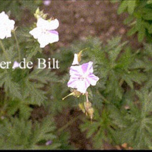 Geranium pratense 'Striatum'