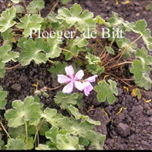 Geranium renardii 'Tcschelda'
