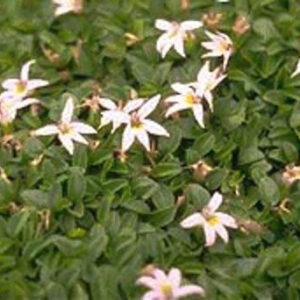 Hypsela reniformis
