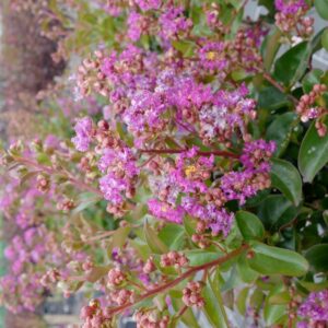 Lagerstroemia indica 'Purple Star'