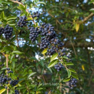 Ligustrum delavayanum