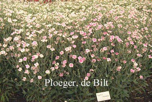Lychnis coronaria 'Oculata'