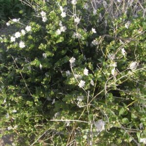 Mirabilis laevis