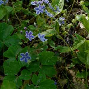 Omphalodes cappadocica 'Starry Eyes'