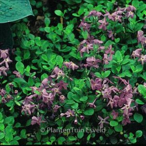 Phlox stolonifera 'Home Fires'