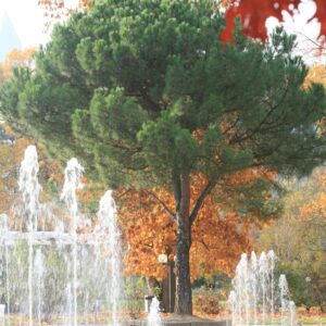 Pinus pinea