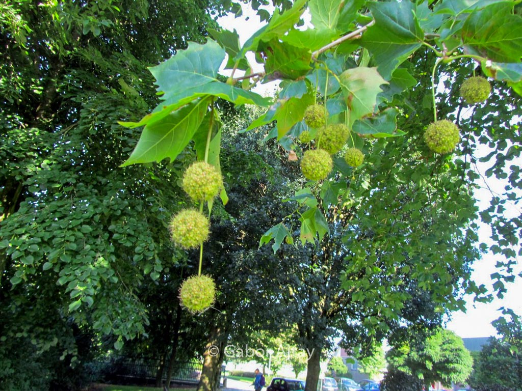 Platanus hispanica 'Malburg'