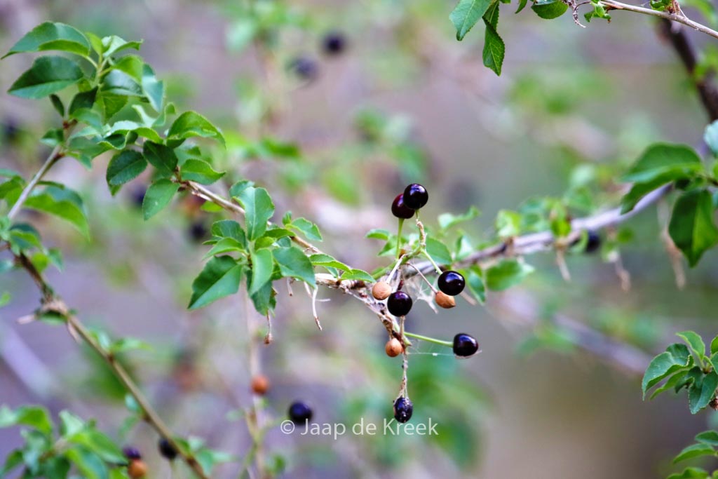 Prunus mahaleb
