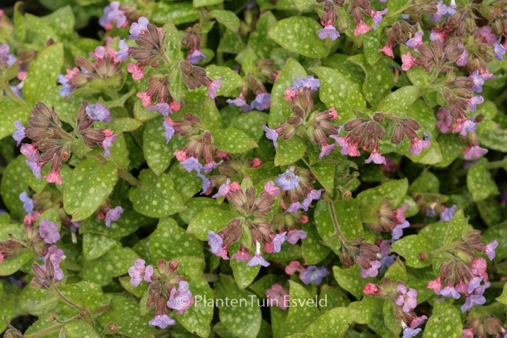 Pulmonaria officinalis