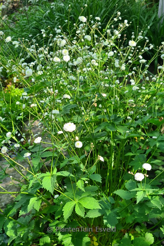 Ranunculus aconitifolius 'Pleniflorus'