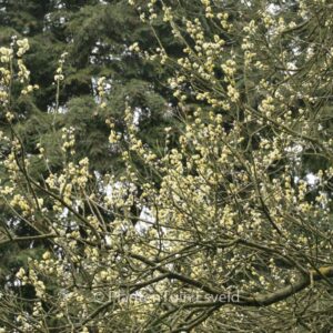 Salix cinerea