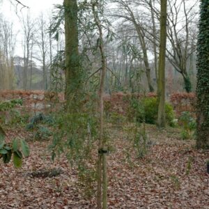Sequoia sempervirens 'Pendula'