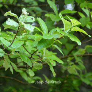 Sorbus aria