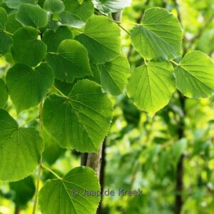 Tilia cordata 'Böhlje'