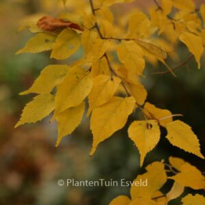Tilia kiusiana