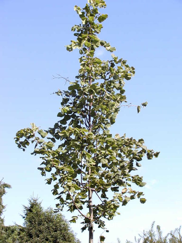 Tilia platyphyllos 'Delft'