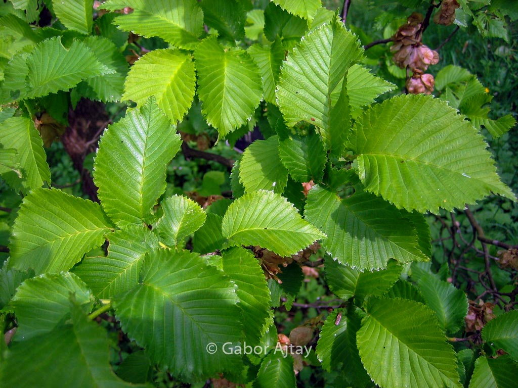 Ulmus 'Plantijn'