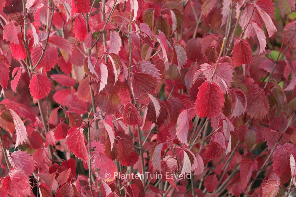 Viburnum dentatum 'Christom' (BLUE MUFFIN)