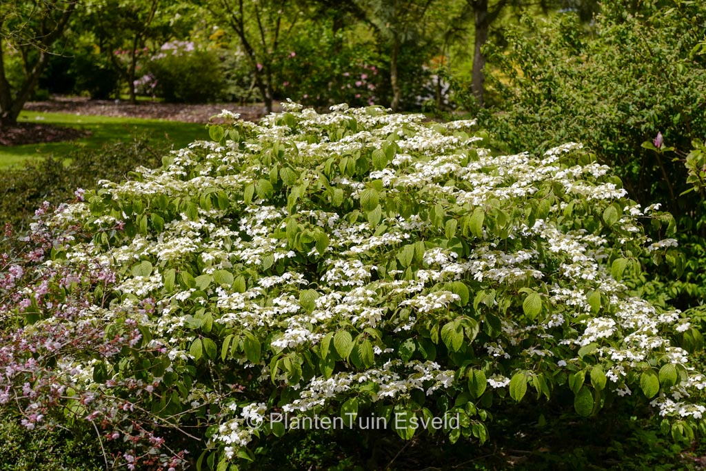 Viburnum plicatum 'Cascade' - Image 4
