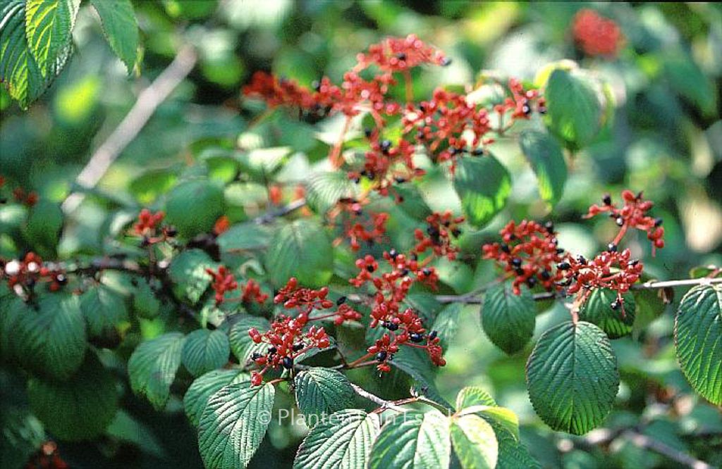 Viburnum plicatum 'Cascade' - Image 5