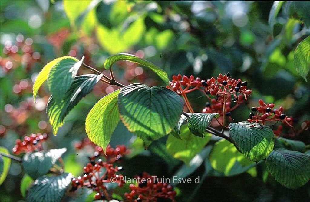 Viburnum plicatum 'Cascade' - Image 6
