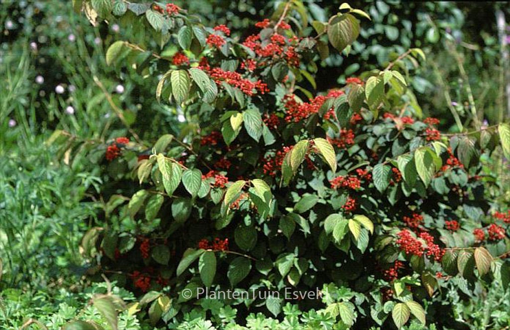 Viburnum plicatum 'Cascade' - Image 8