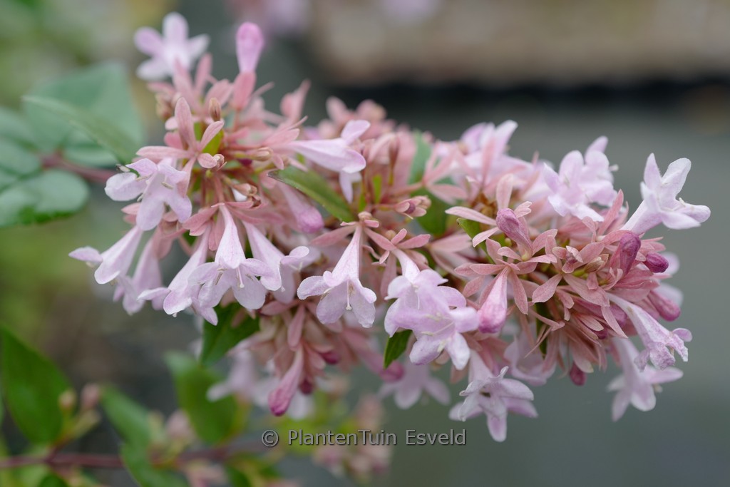 Abelia grandiflora 'Canyon Creek' - Image 3