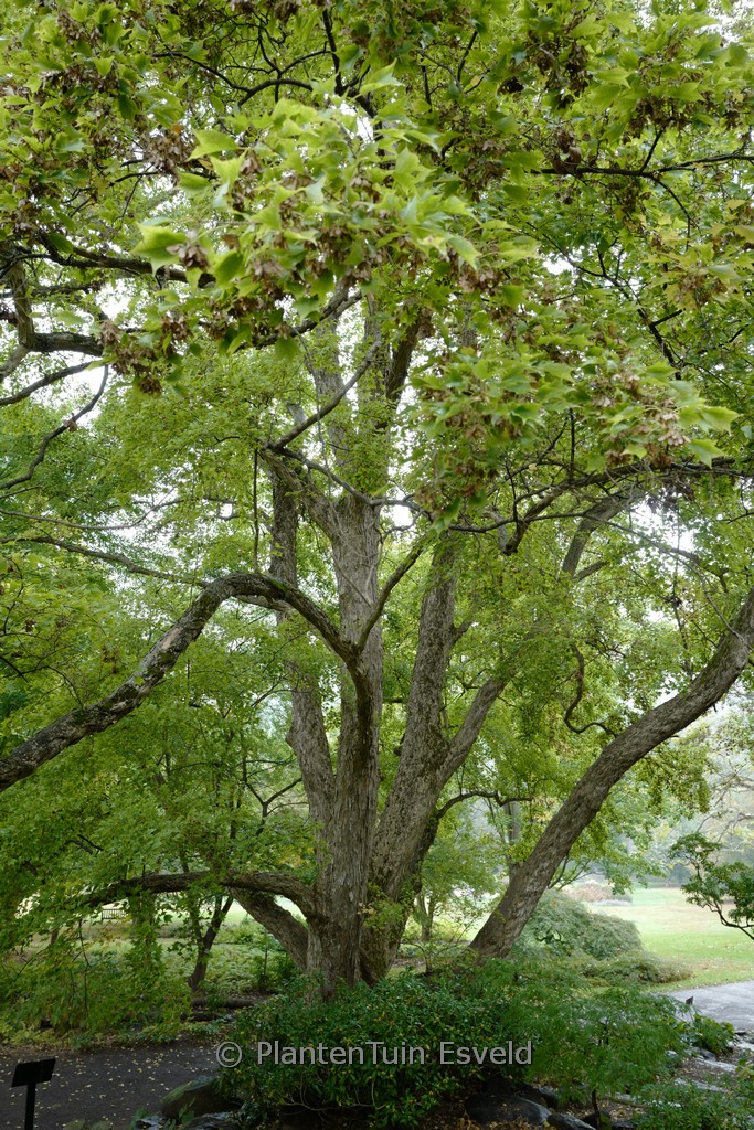Acer buergerianum - Image 7