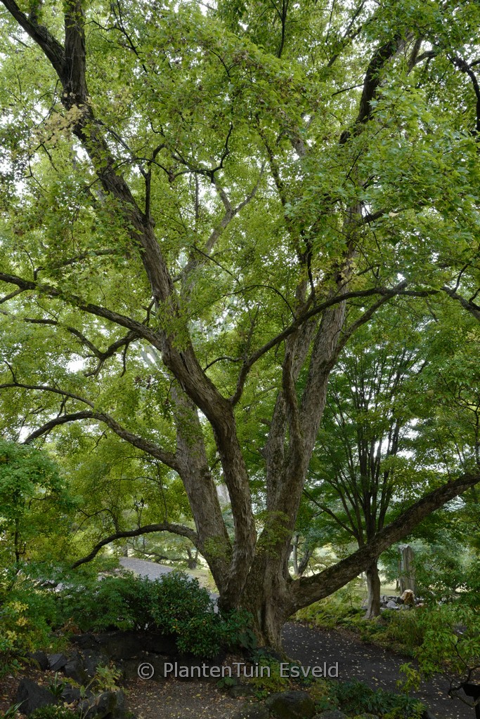 Acer buergerianum - Image 8