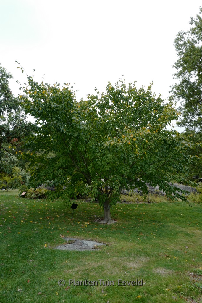 Acer conspicuum 'Silver Vein' - Image 6