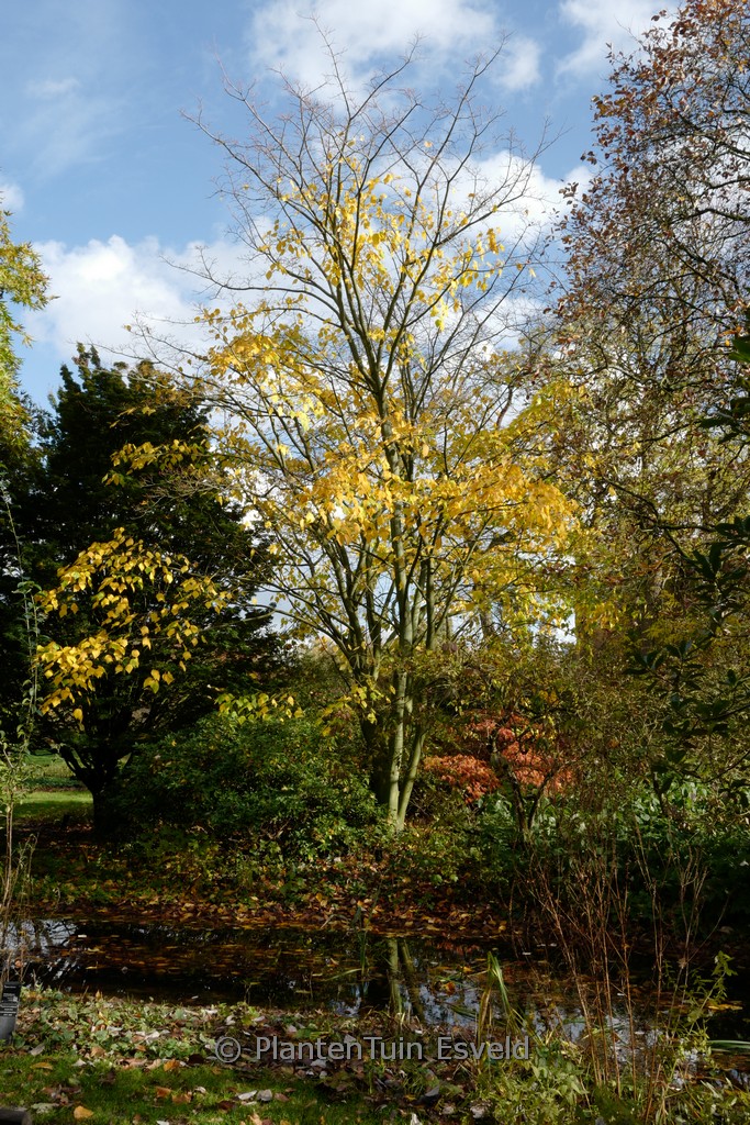 Acer conspicuum 'Silver Vein' - Image 7
