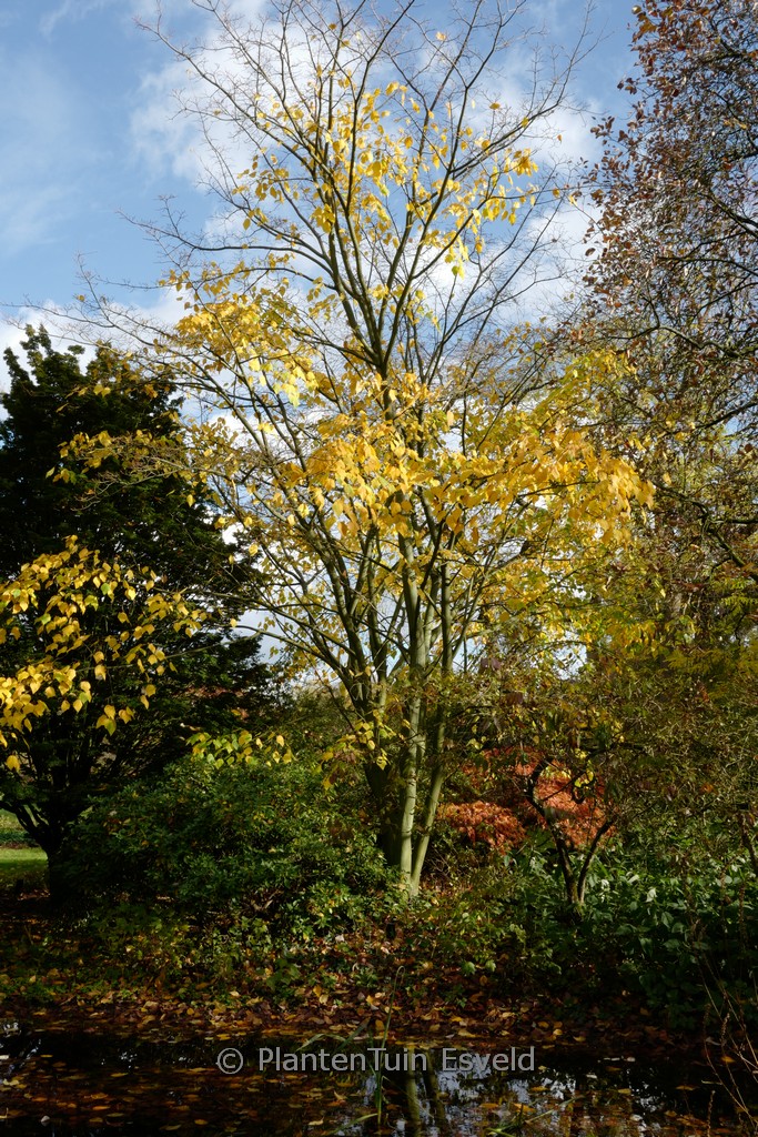 Acer conspicuum 'Silver Vein' - Image 8