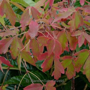 Acer griseum 'Surprise'