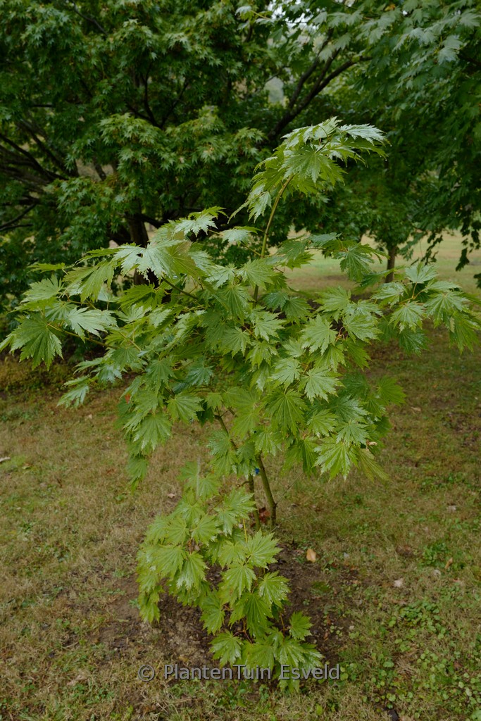 Acer japonicum 'Emmett's Pumpkin' - Image 5