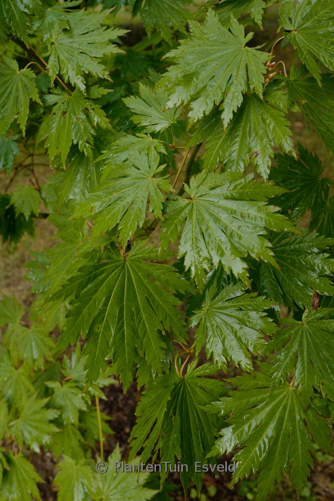 Acer japonicum 'Emmett's Pumpkin' - Image 6