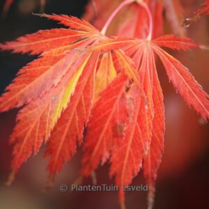 Acer palmatum 'Crimson Carole'