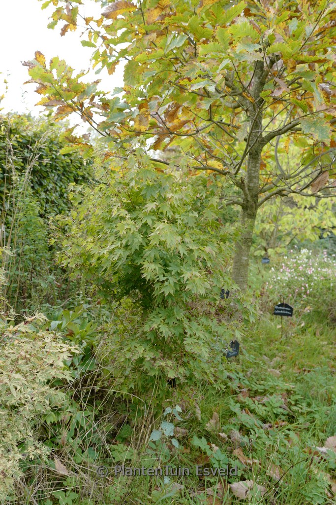 Acer palmatum 'Going Green' - Image 4