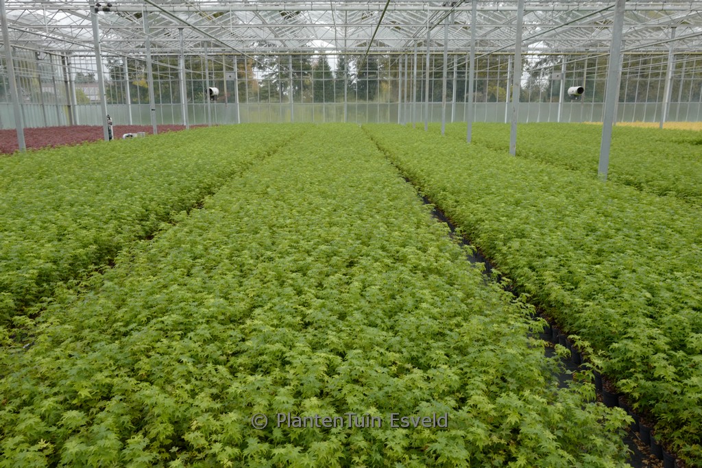 Acer palmatum 'Going Green' - Image 5