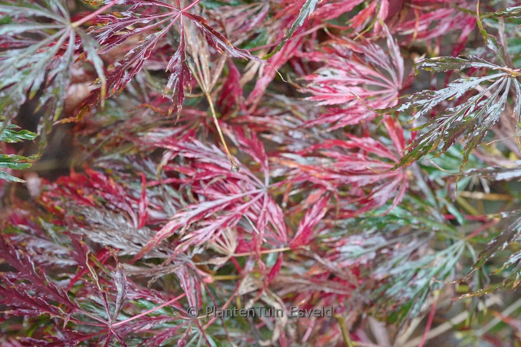 Acer palmatum 'Green Hornet' - Image 4