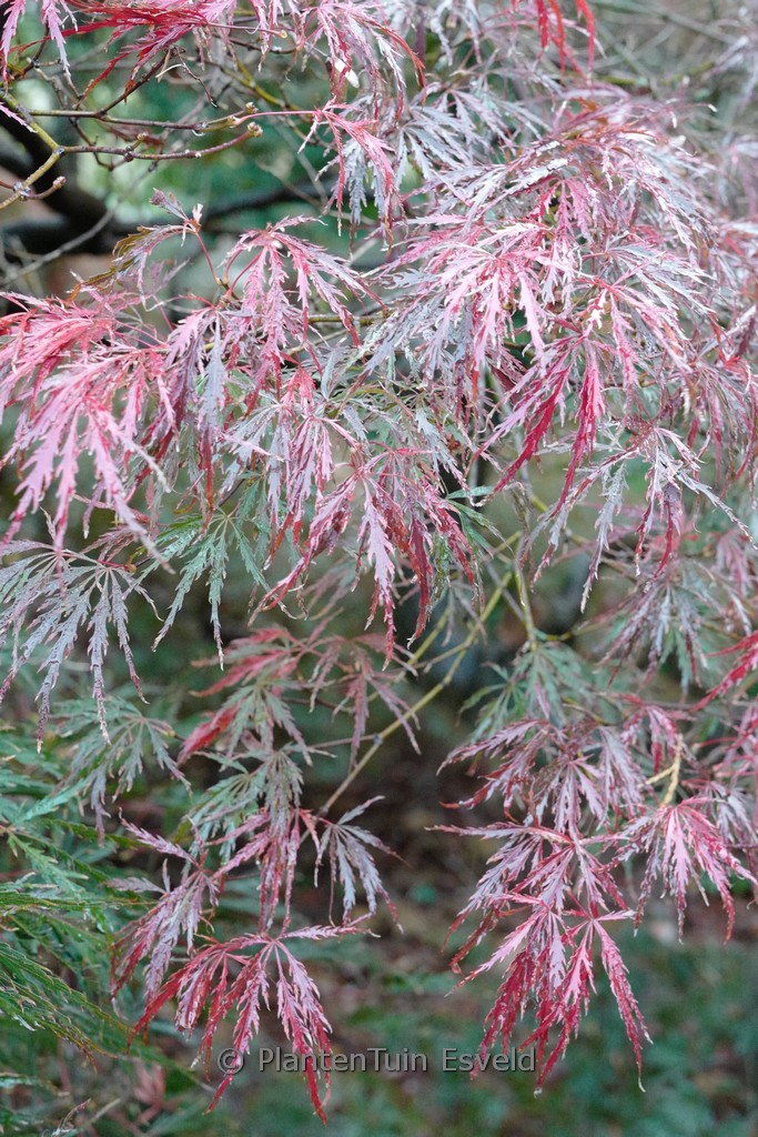 Acer palmatum 'Green Hornet' - Image 5