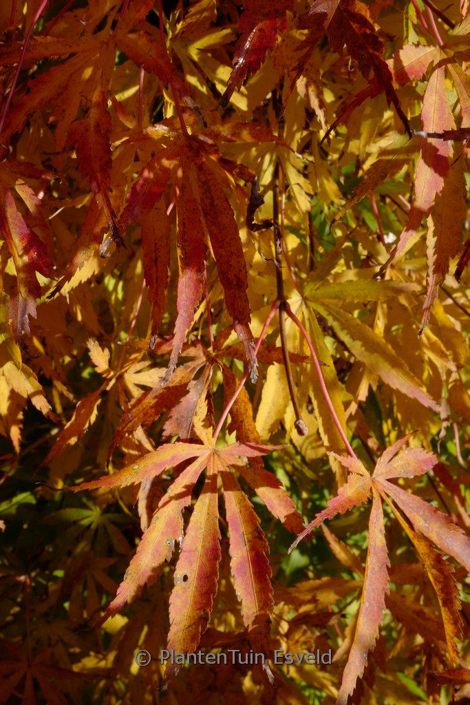 Acer palmatum 'Hime-chidori' - Image 7