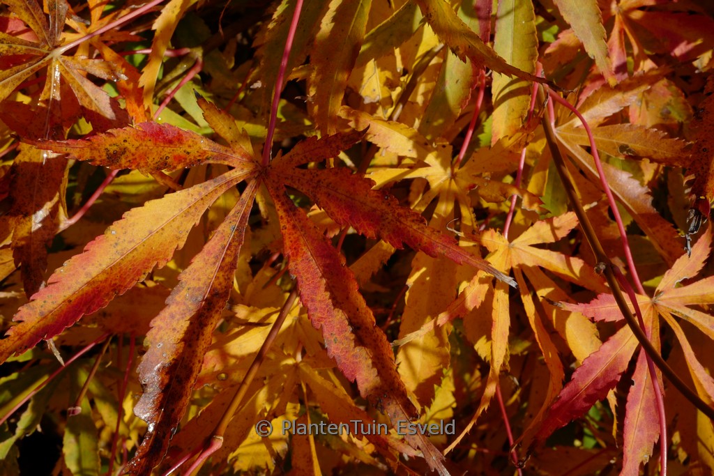 Acer palmatum 'Hime-chidori' - Image 8