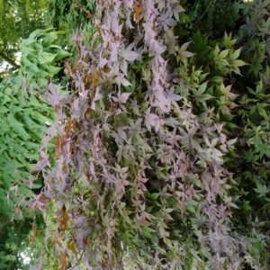 Acer palmatum 'Hinata-yama'