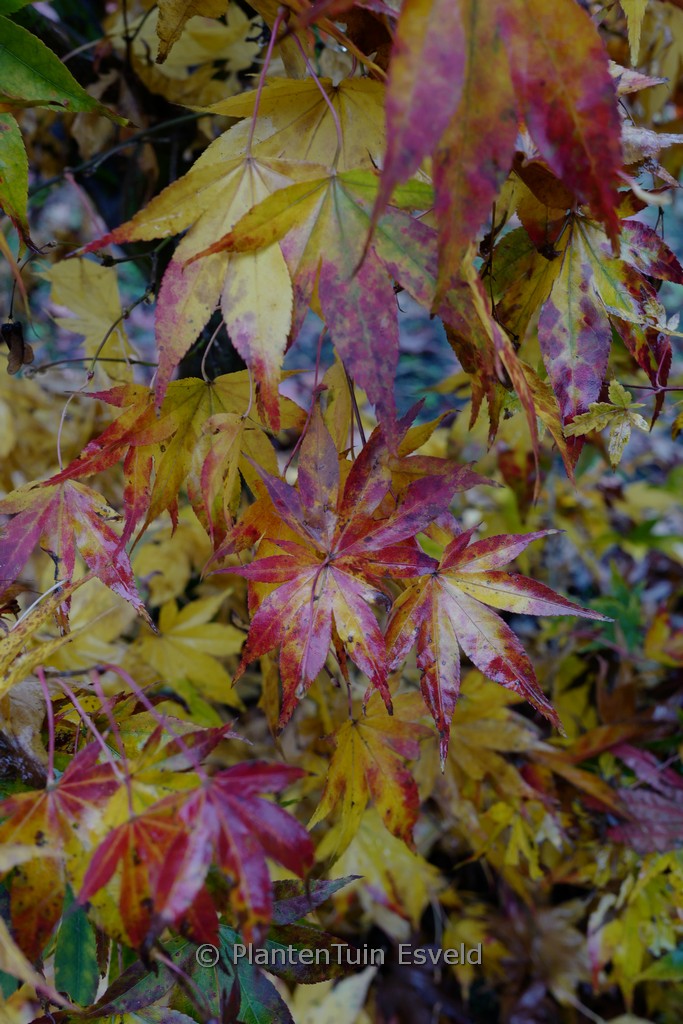 Acer palmatum 'Hondo-Ji' - Image 4