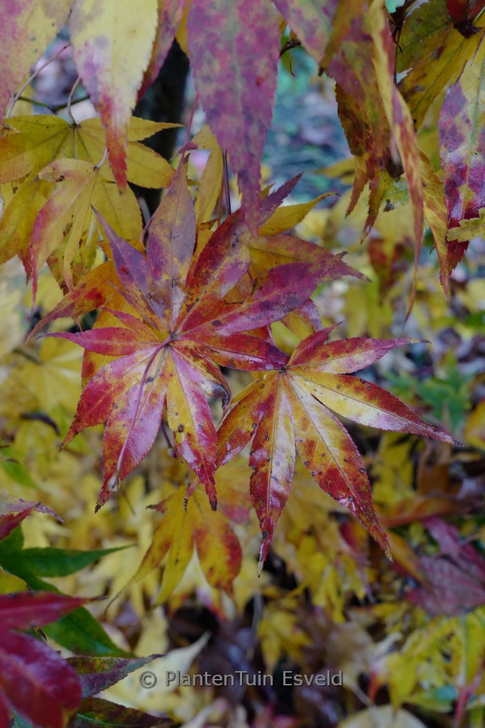 Acer palmatum 'Hondo-Ji' - Image 5
